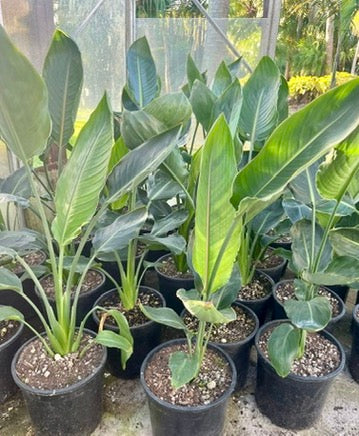 Strelitzia Nicolai – Giant White Bird of Paradise (8.5L)