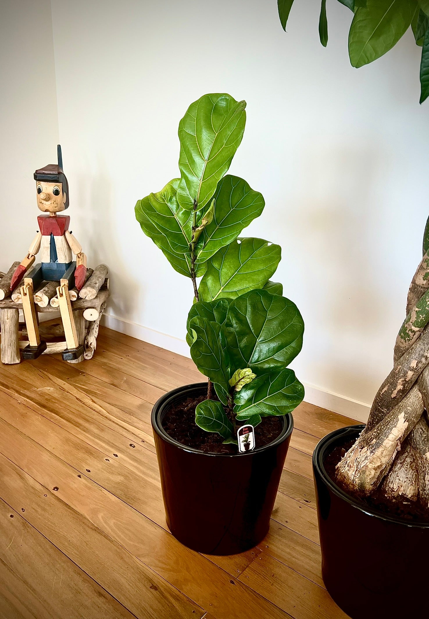 medium fiddle leaf fig Fiddle Leaf Fig (Ficus Lyrata)