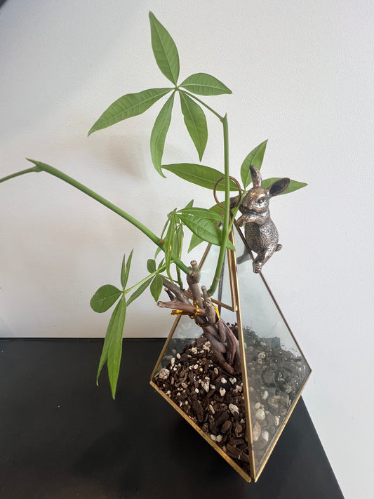 Pachira aquatica - Small ceramic