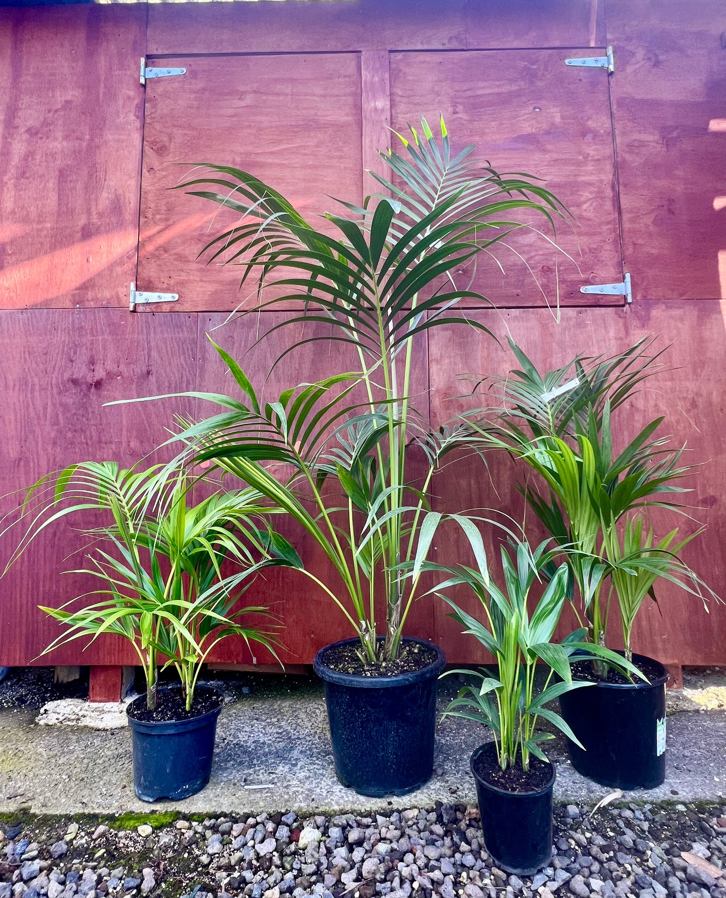 Kentia Palm Multi Planted – Howea forsteriana (3.5L, 6L, 15L)