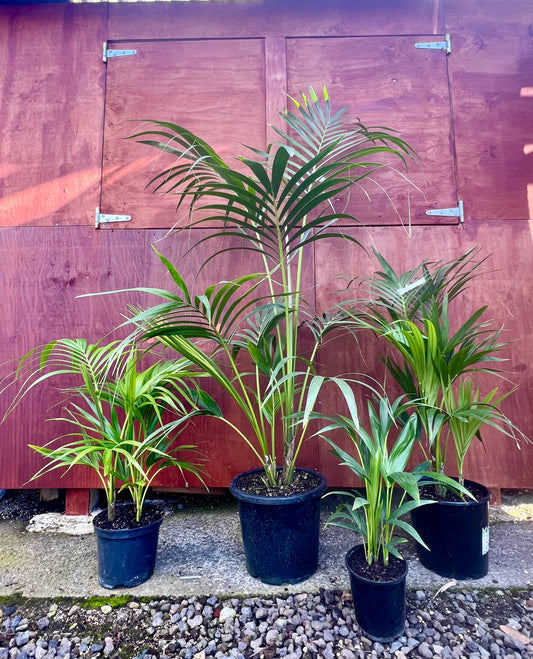 Kentia Palm Multi Planted – Howea forsteriana (3.5L, 6L, 15L)