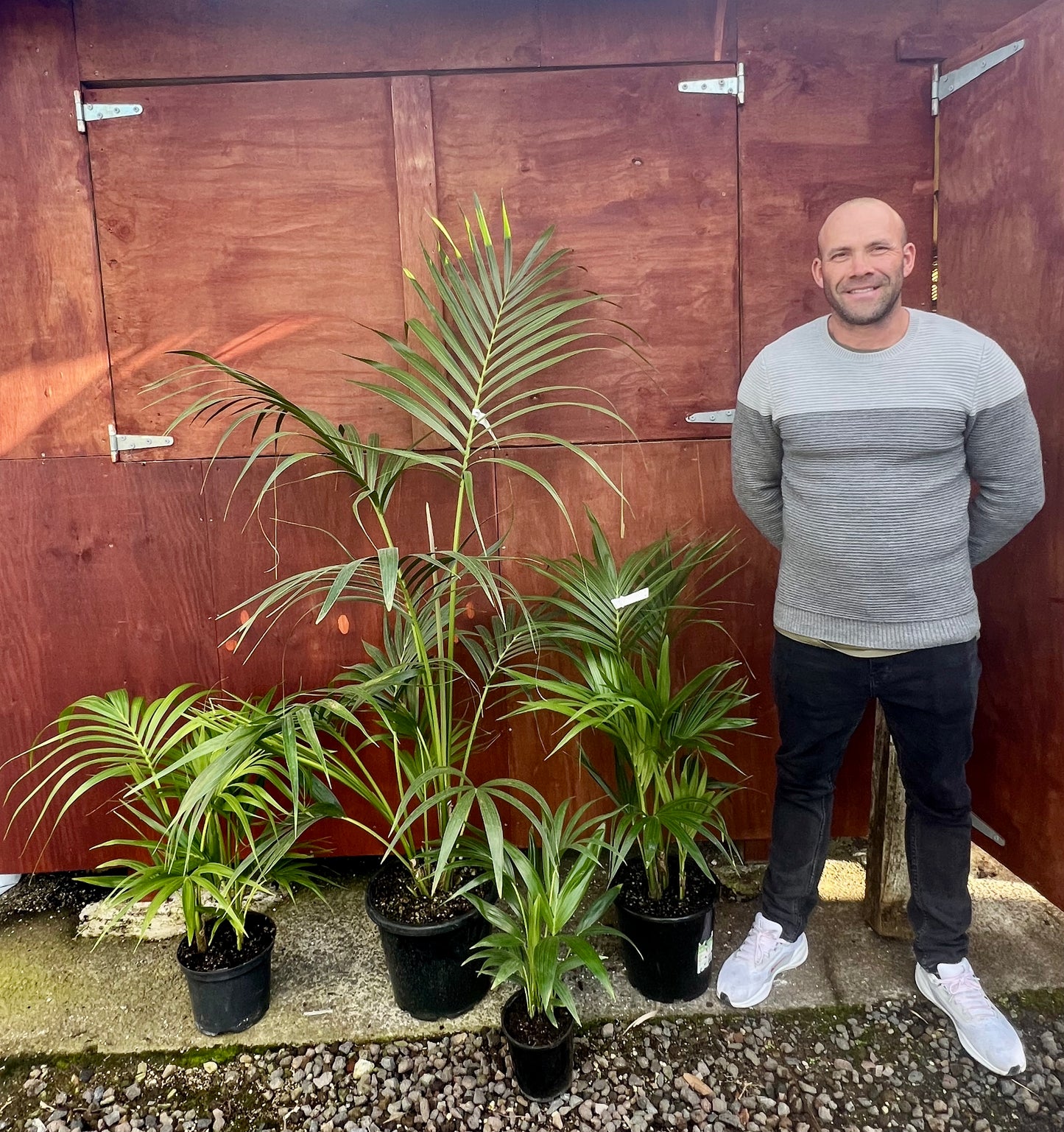 Kentia Palm Multi Planted – Howea forsteriana (3.5L, 6L, 15L)