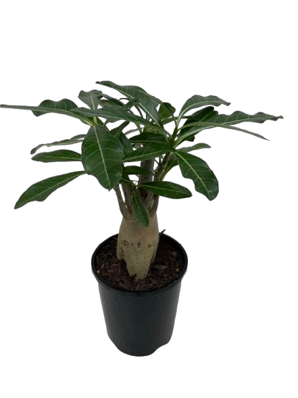 Adenium Desert Rose - 14cm