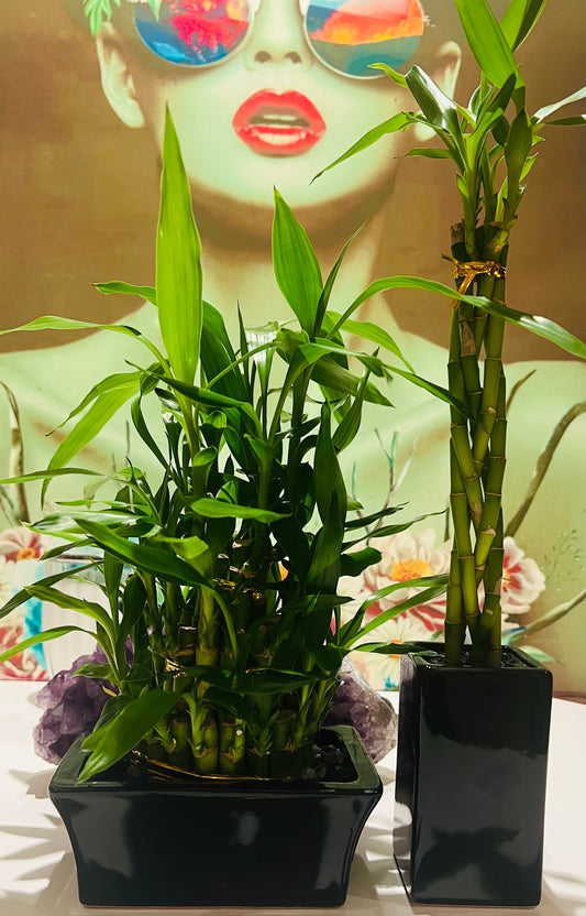 Lucky Bamboo – Tower or Plait (in Ceramic Pot)