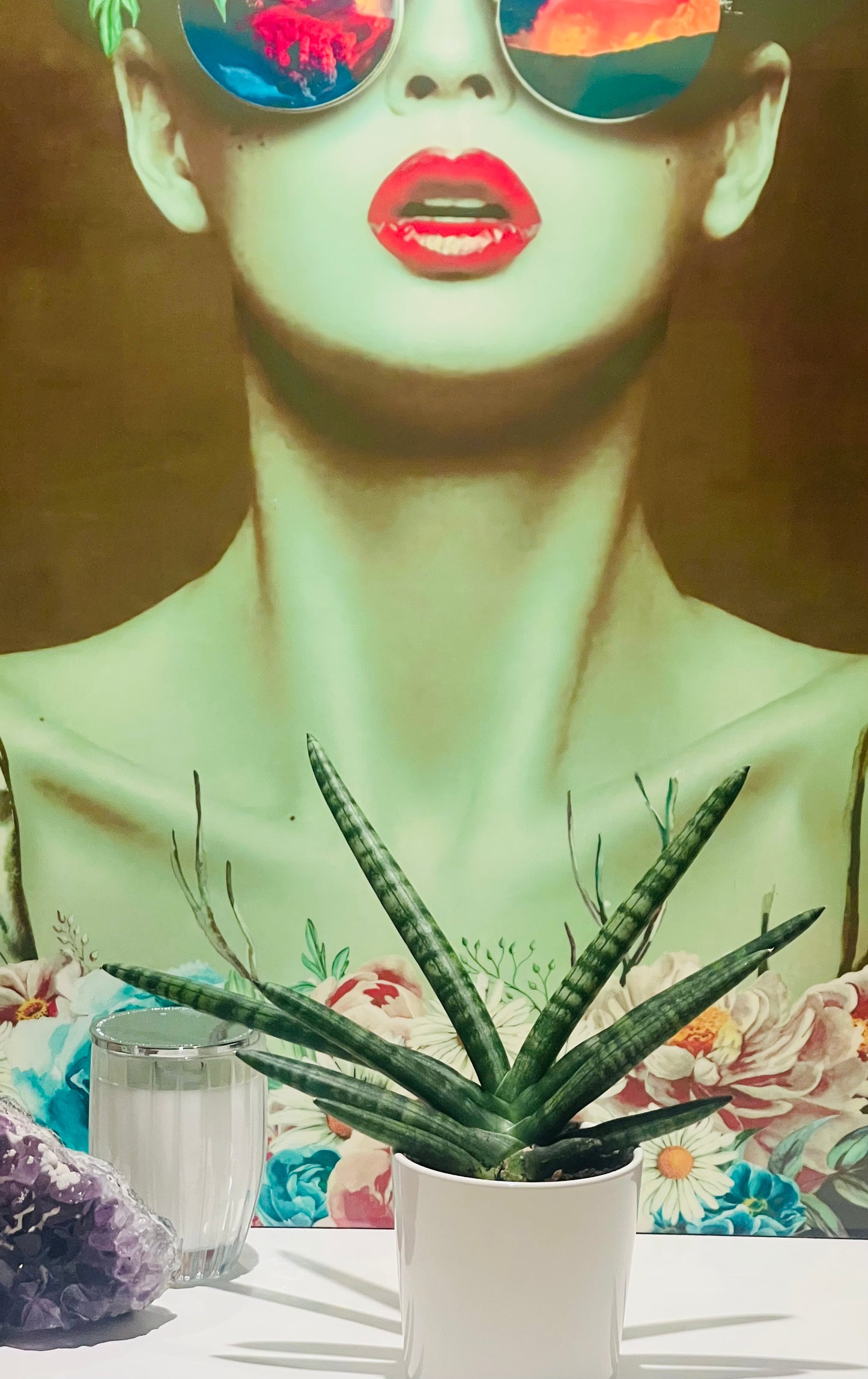 Sansevieria Cylindrica – Fan