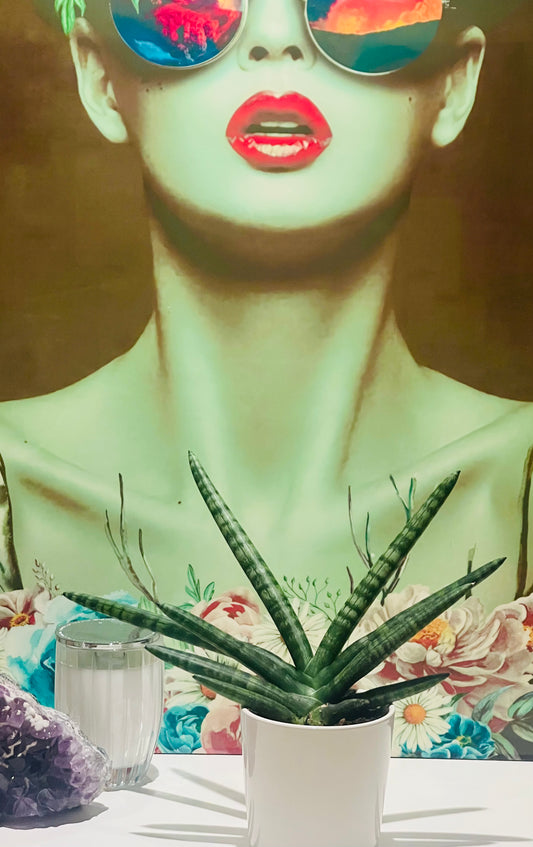 Sansevieria Cylindrica – Fan