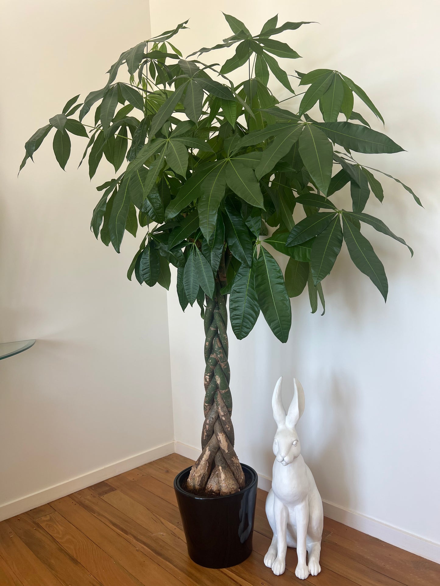 Pachira aquatica - 8Litres, First Grade