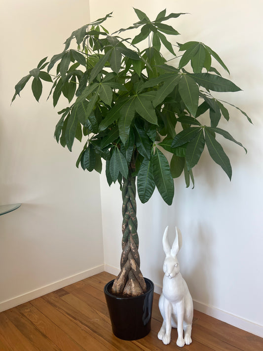Pachira aquatica - 8Litres, First Grade