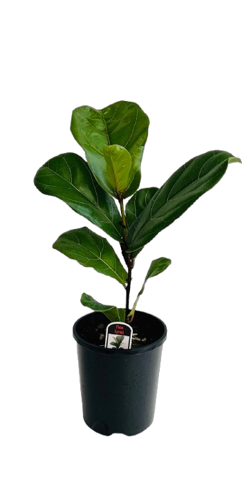 Fiddle Leaf Fig (Ficus Lyrata) - 14cm
