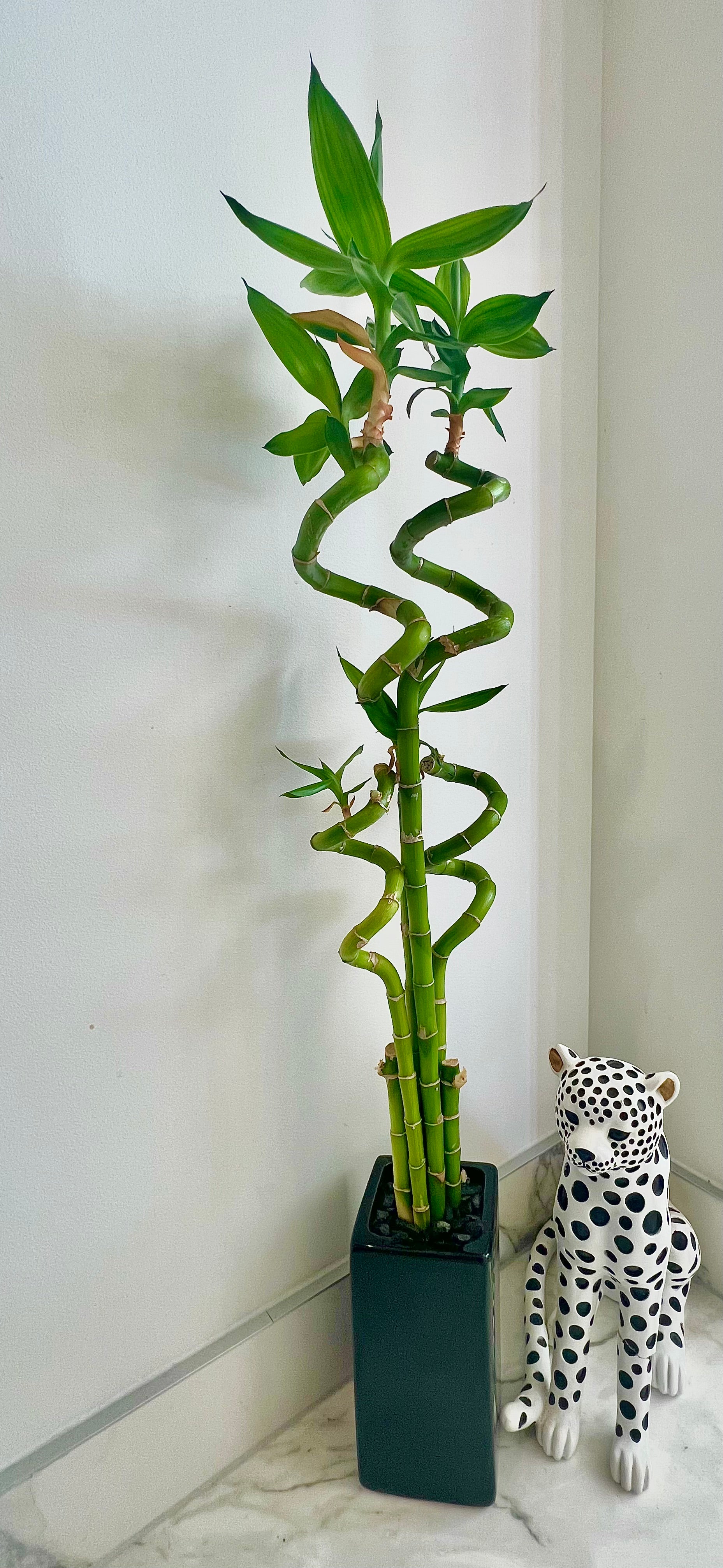 indoor bamboo plant large Lucky Bamboo Large in Ceramic Pot – Your Plant Co
