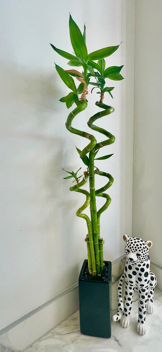 Lucky Bamboo Large in Ceramic Pot