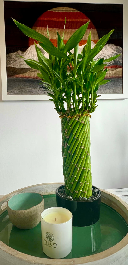 Lucky Bamboo Large Spiral Cage in Ceramic Pot