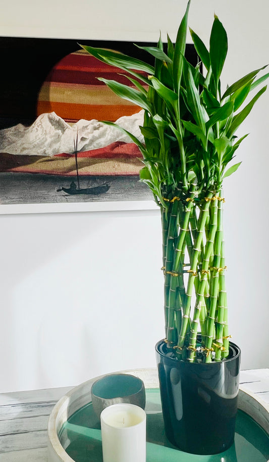 Lucky Bamboo Large Cage in Ceramic Pot