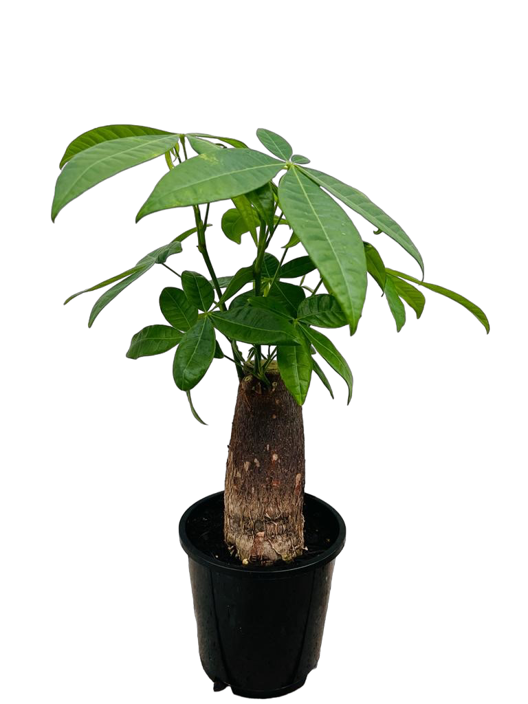 money tree nz Pachira aquatica