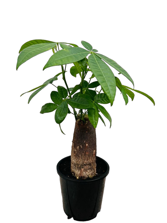 Pachira aquatica - 14cm