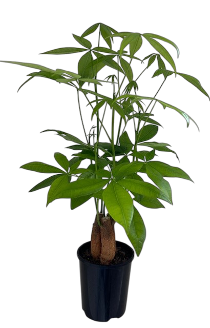 Pachira aquatica - Triple planted 14cm